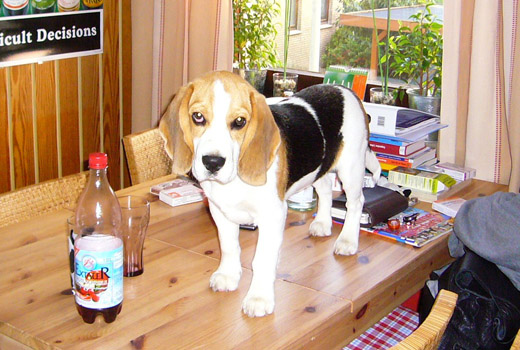 Beagle auf dem K&uuml;chentisch
